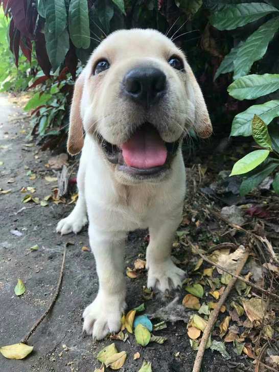 拉布拉多幼犬纯种