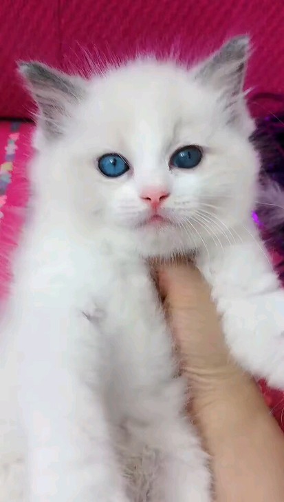蓝猫英短蓝白银渐层金吉拉布偶猫