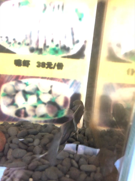 中国斗鱼无纹蓝公鱼10厘米左右观赏鱼，50元喜欢的联系我，