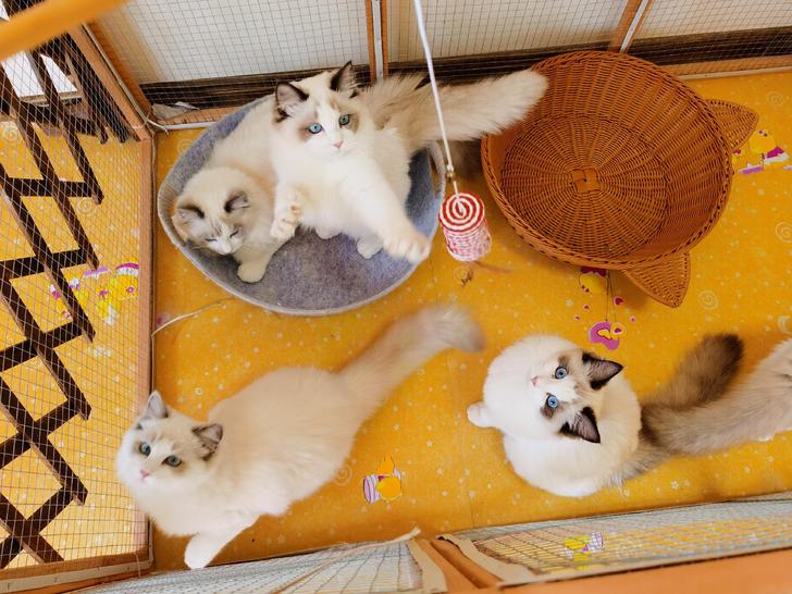 #布偶猫领养海双蓝双貌美价优，寻长期饭票