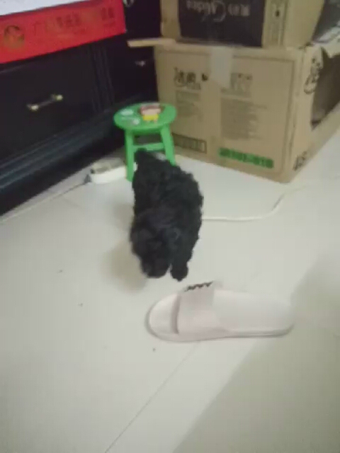 #泰迪犬#