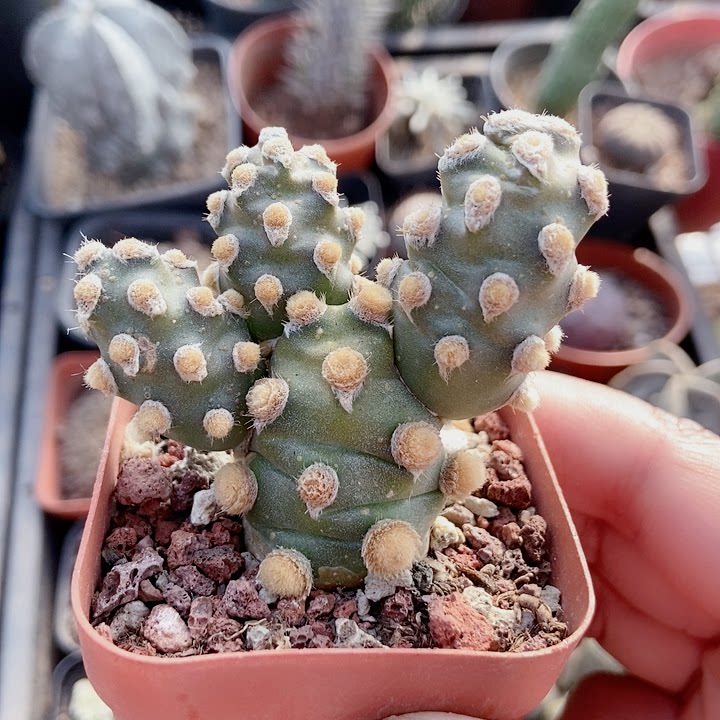 仙人球多肉消湖团扇