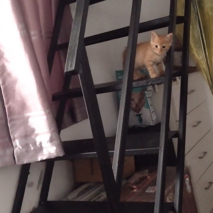 刚养一个月的猫猫第一次养不知道该怎么养猫猫是公的两个多