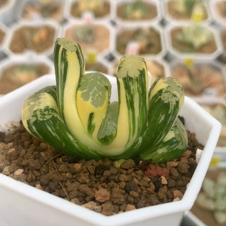 79号北斋玉扇一物一拍满带盆发货多肉植物