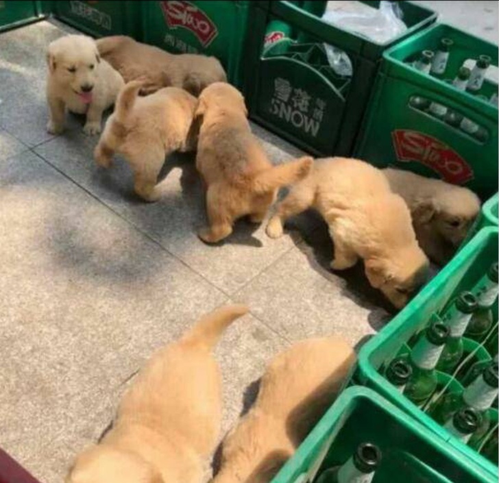 金毛犬免费领养金毛犬领养金毛幼犬金毛狗狗金毛无偿赠送