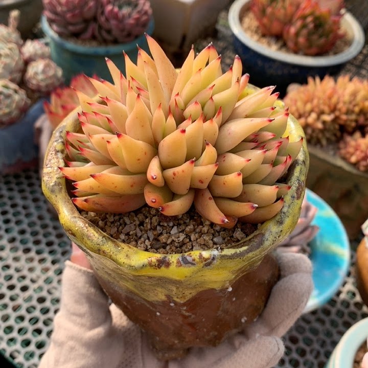 艾克魂缀多肉植物