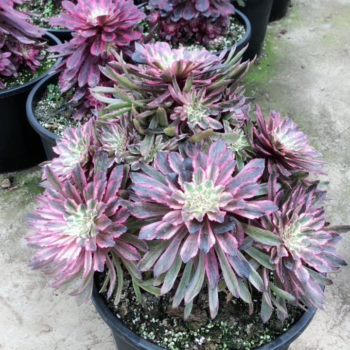 云南法师锦皱叶浪仙多肉植物