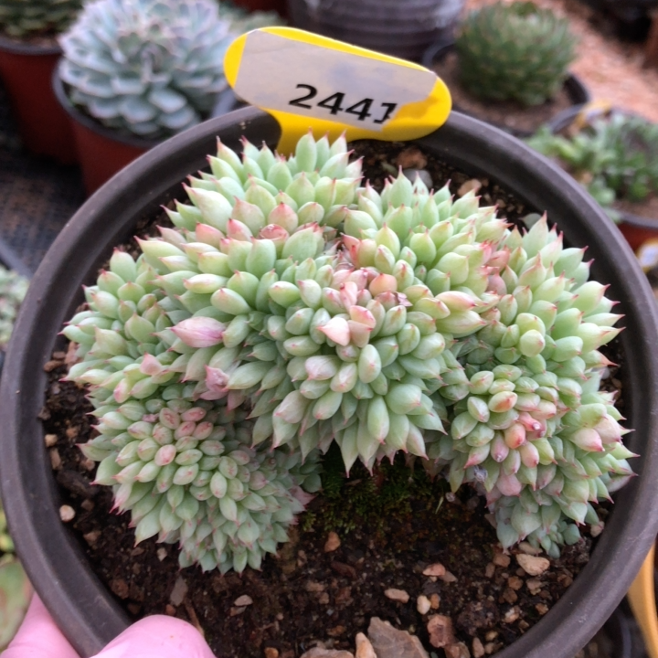 2441tp蒂比缀化整桩    28冷链包邮非偏远晾7天