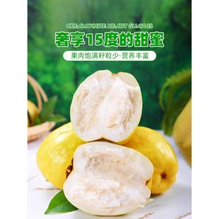 广西软心奶油芭乐10斤水果非红心当季软糯白番石榴应季新鲜巴乐果