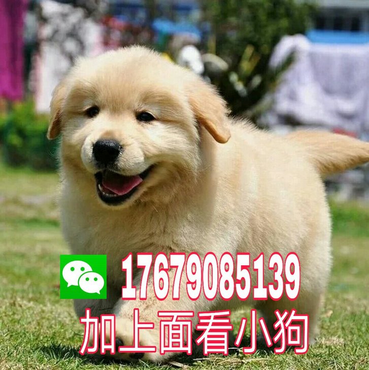 纯种金毛幼犬活体金毛犬导盲犬巡回犬金毛宠物狗狗活体金毛幼犬