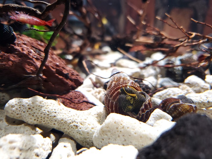 苏螺图鉴黄天线满天星橙须身上黄色斑点中大型苏螺类