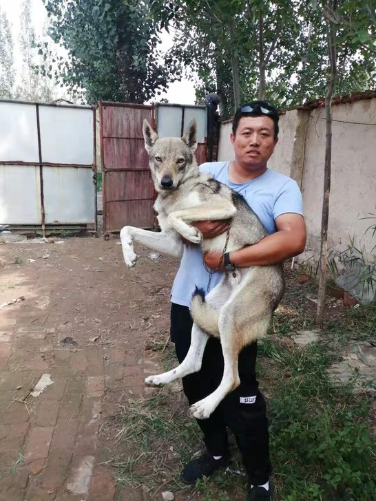 捷克狼犬血