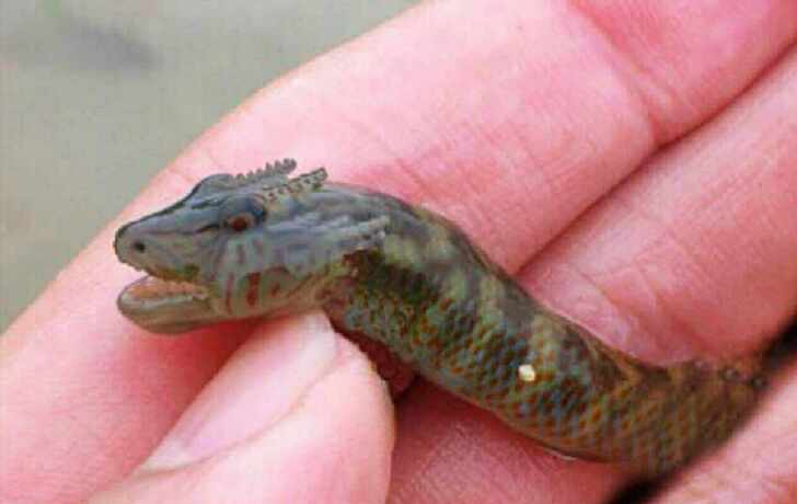 出售真龙幼崽,黑龙火龙绿龙白龙,自家培育的四只宠物龙幼崽!