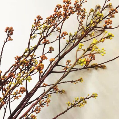 灯台鲜切枝木本花材鲜花速递上海同城家用花艺江浙沪皖两扎包邮