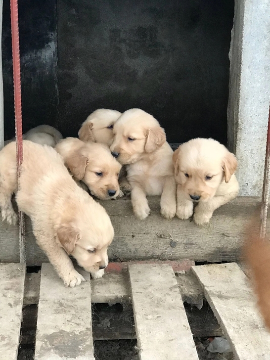 宠物领养#金毛金毛幼犬免费狗狗金毛犬家养一窝纯种金毛