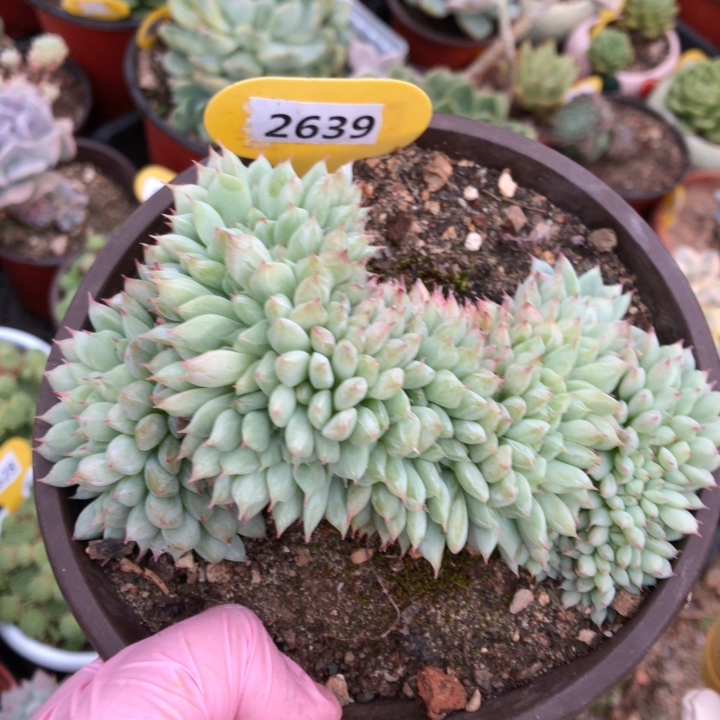 2639tp蒂比缀化整桩    28冷链包邮非偏远晾7天