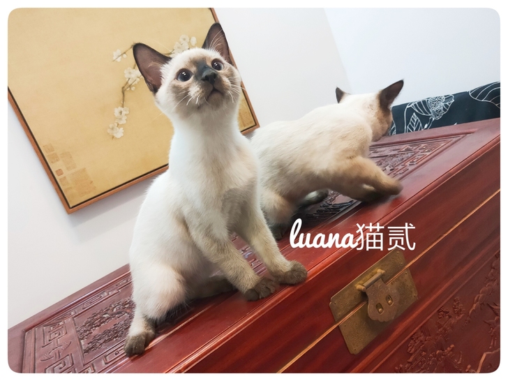 两只纯种传统暹罗猫小猫崽。2019年6月4号出生。一公一母。