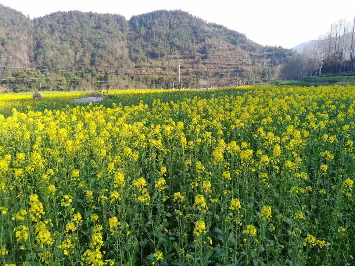 江西婺源旅游包车东线北线三清山景德镇黄山篁