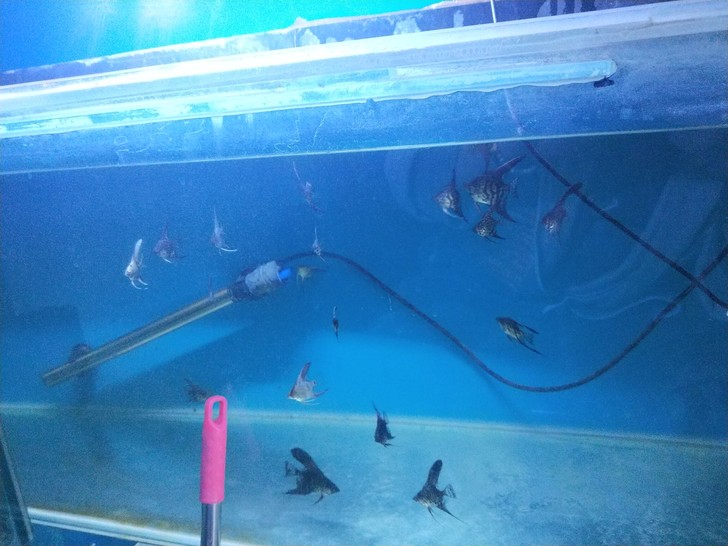 小燕鱼目测20多条清缸