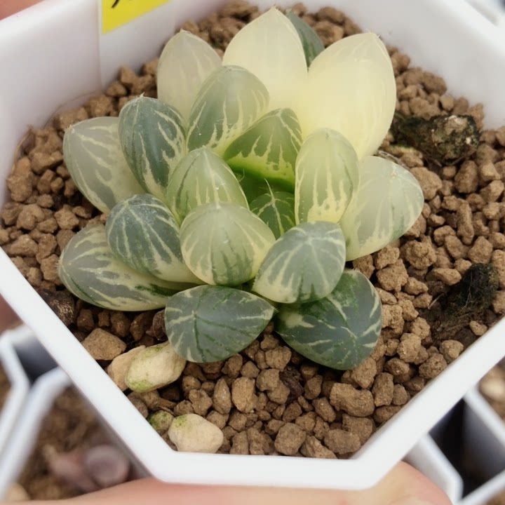 糊糊霓虹灯玉露多肉植物