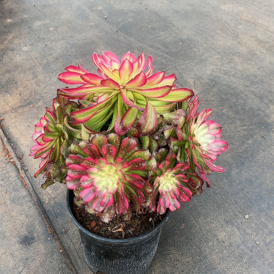 云南法师锦清棚舞天姬阴阳