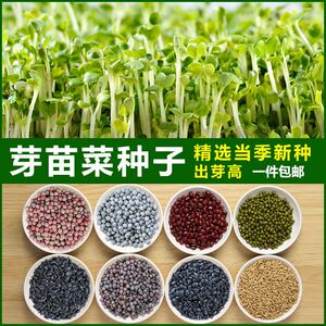 纸上种菜种子黄豆图片