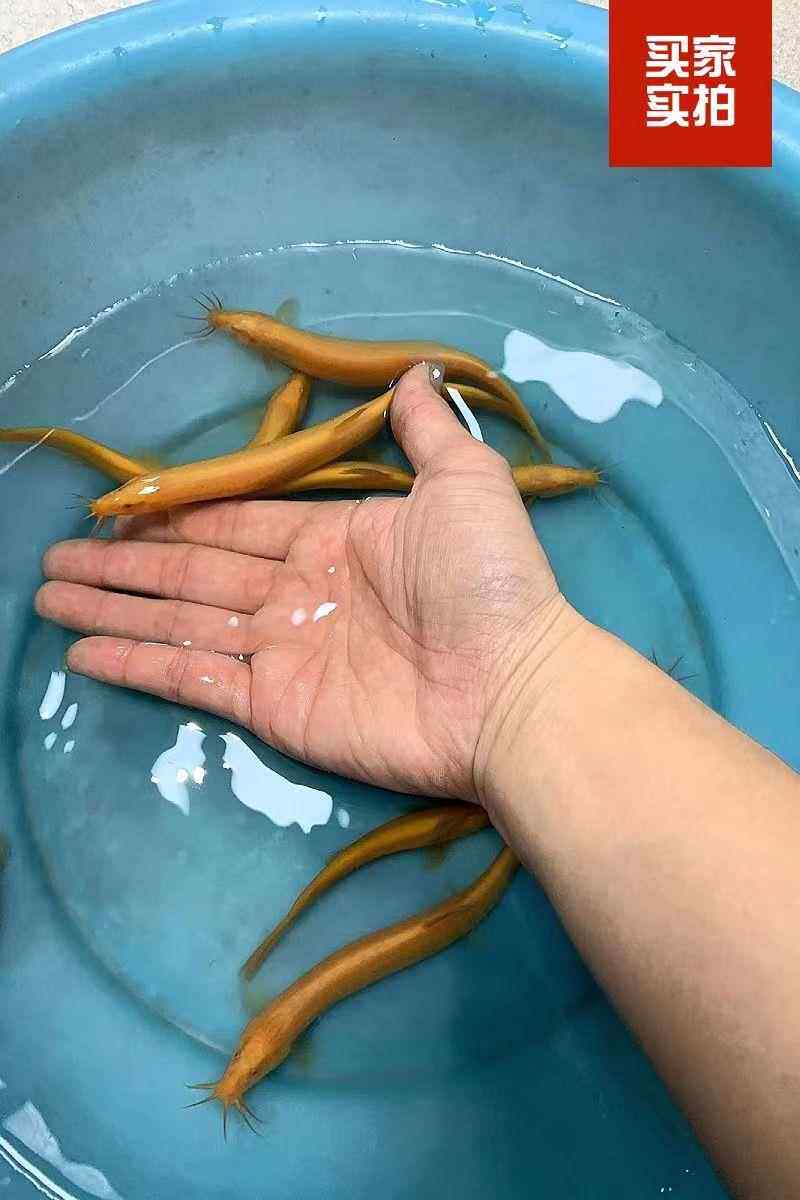 黄金泥鳅观赏鱼工具鱼垃圾鱼金龙冷水耐活好养观赏泥鳅练手鱼苗