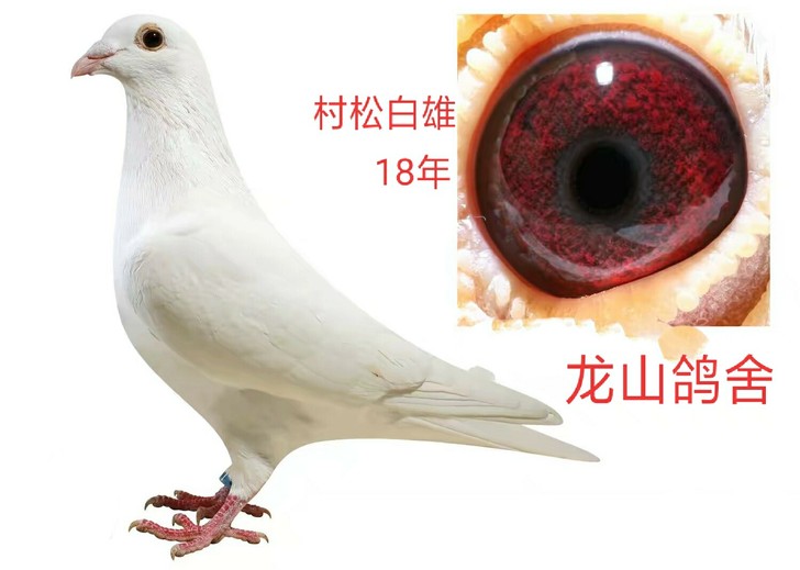 信鸽血统日本村松白18年种雄高级种鸽，懂信鸽的来撩
