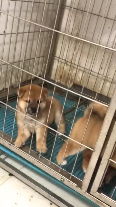 精品双血统柴犬出售还有1公2母可挑选