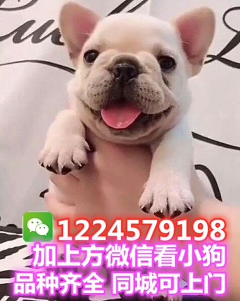 法斗法斗幼犬阿拉斯加哈士奇德牧金毛拉布拉多博美比熊柴犬泰迪