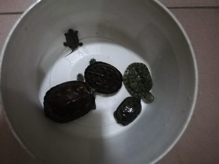五个小龟打包三十