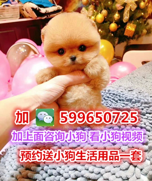 纯种茶杯博美俊介泰迪比熊雪纳瑞吉娃娃贵宾小型犬活体幼犬