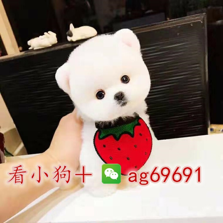 博美博美幼犬俊介茶杯犬宠物狗泰迪比熊约克夏雪纳瑞法斗柯基吉娃