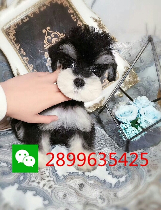 雪纳瑞雪纳瑞犬雪纳瑞幼犬小型犬泰迪比熊博美俊介约克夏宠物狗