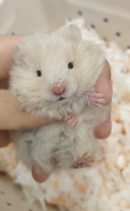 仓鼠金丝熊长毛亮毛蜜色浅蜜面纹蜜平民价喜欢可聊