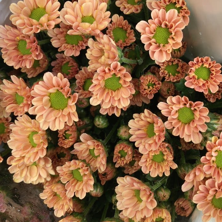 香槟色小雏菊1把10支,普通地区满2个订单起包邮