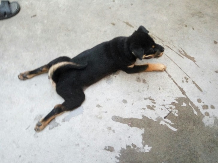 中华田园犬土包金