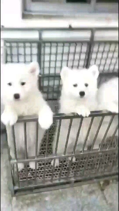 萨摩耶犬