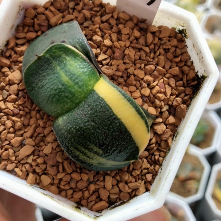1609号军配卧牛一物一拍带盆发多肉植物