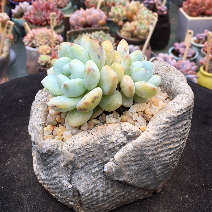 冷香多肉植物精品控养多肉植物