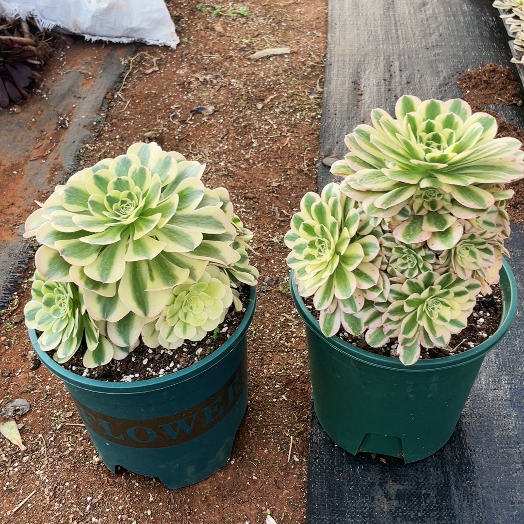 云南法师锦清棚绿豆沙迈巴赫多肉植物