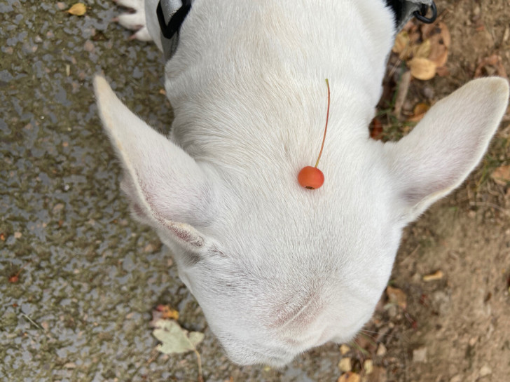 混血斗牛犬，不到2岁，已做绝育，性格很好，乖巧懂事，因工作忙