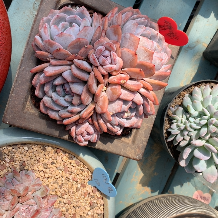 橙子星影多肉植物