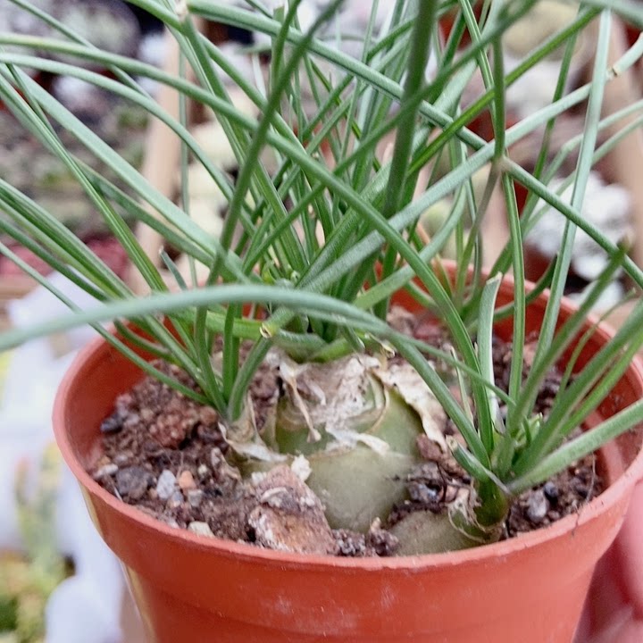 仙人球多肉香水兰