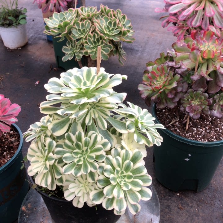 法师清棚促销云南迈巴赫绿杨绒超白锦多肉植物