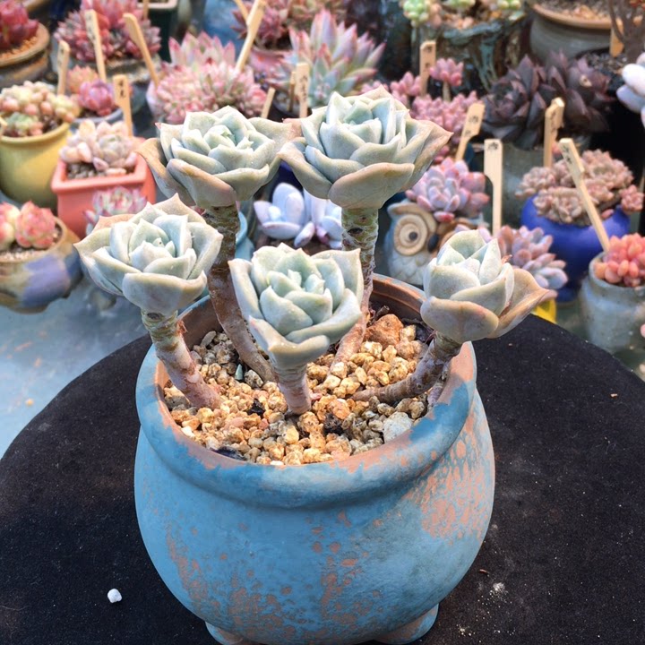 可爱玫瑰老桩多肉露养控养多肉植物
