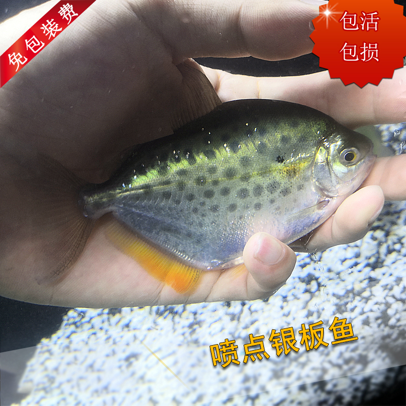 喷点银板鱼粗线细线豹点中型热带鱼观赏鱼鱼苗淡水鱼宠物活体包邮