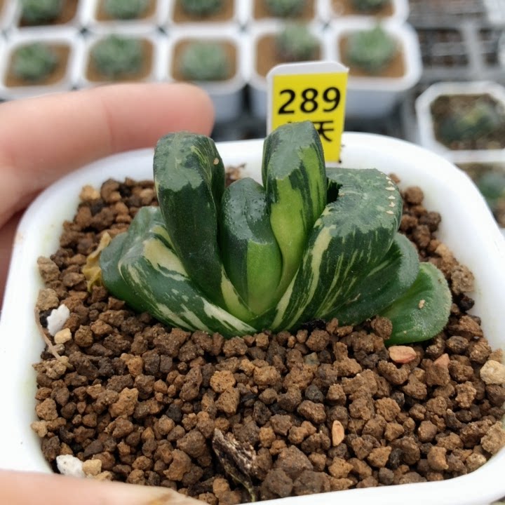 广重玉扇一物一拍根系多肉植物