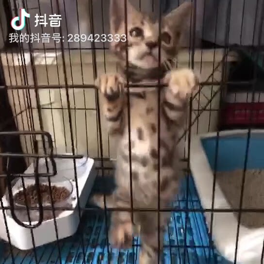 家养豹猫两个月孟加拉豹猫求领养啦～