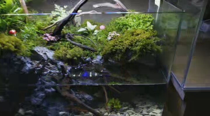 水陆缸观赏缸生态龟缸